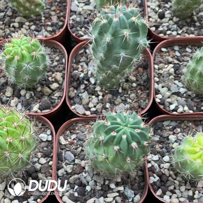 Black-throated - Image 3