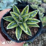 Agave victoriae reginae variegated Kizan