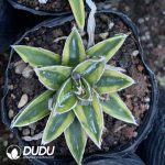 Agave victoriae reginae variegated Kizan - Image 3