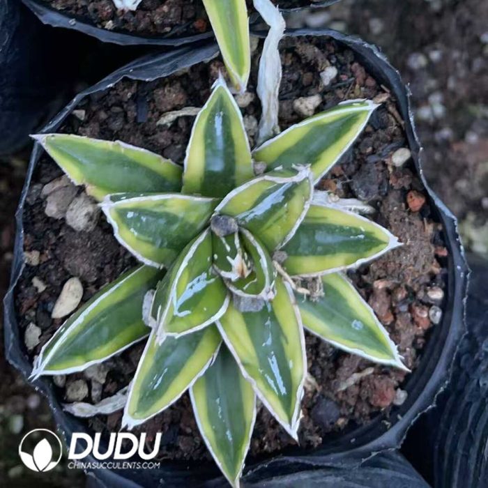 Agave victoriae reginae variegated Kizan - Image 3