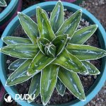 Agave victoriae reginae variegated Kizan 14cm+