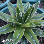 Agave victoriae reginae variegated Kizan 14cm+ - Image 2