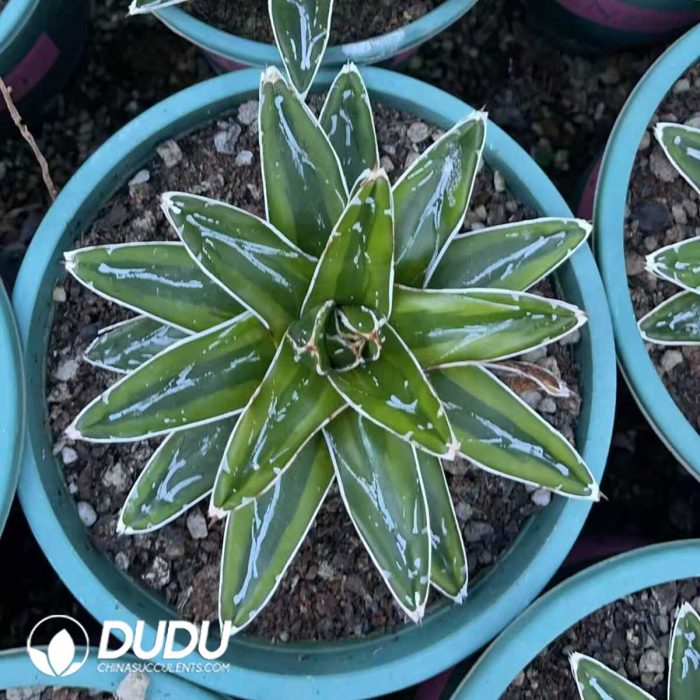 Agave victoriae reginae variegated Kizan 14cm+ - Image 3