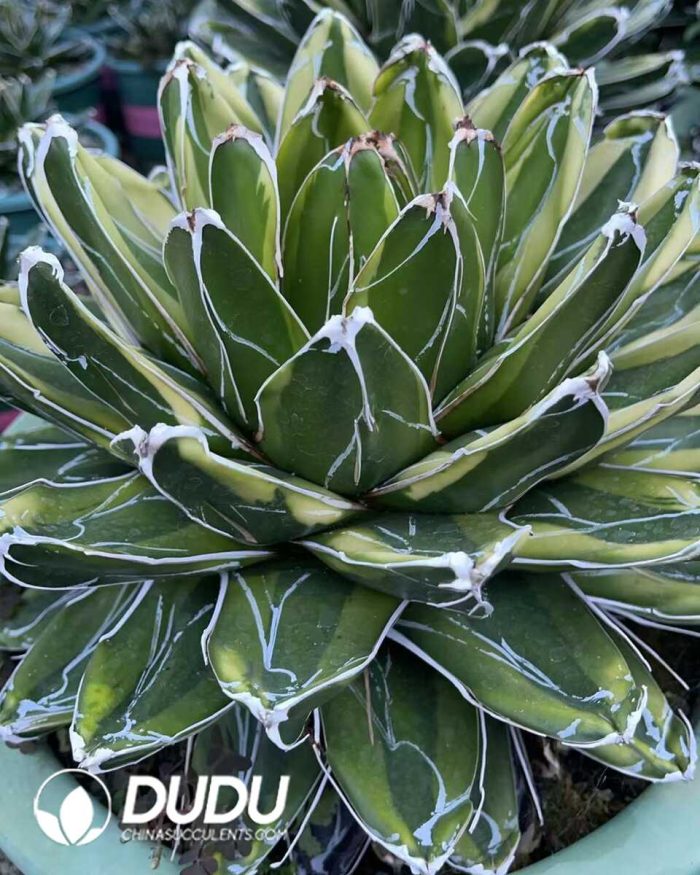 Agave victoriae reginae variegated Kizan 25cm+ - Image 2