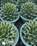 Agave victoriae reginae variegated Kizan 25cm+ - Image 3
