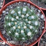 Parodia werneri（Yellow Flower）