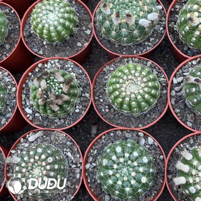 Parodia werneri（Yellow Flower） - Image 2