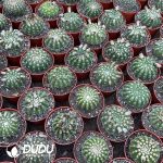 Parodia werneri（Yellow Flower） - Image 3