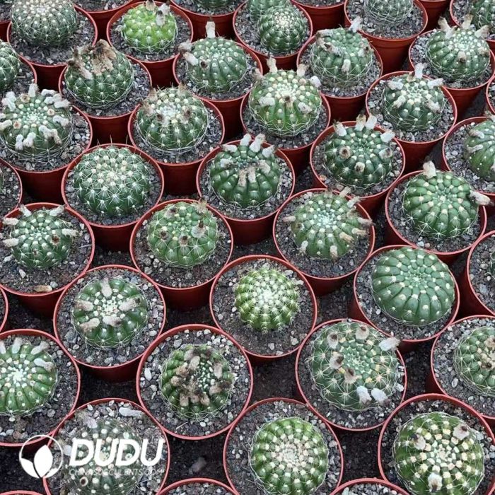 Parodia werneri（Yellow Flower） - Image 3