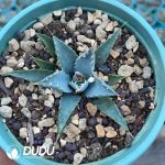 Agave utahensis var.eborispina