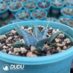 Agave utahensis var.eborispina - Image 2