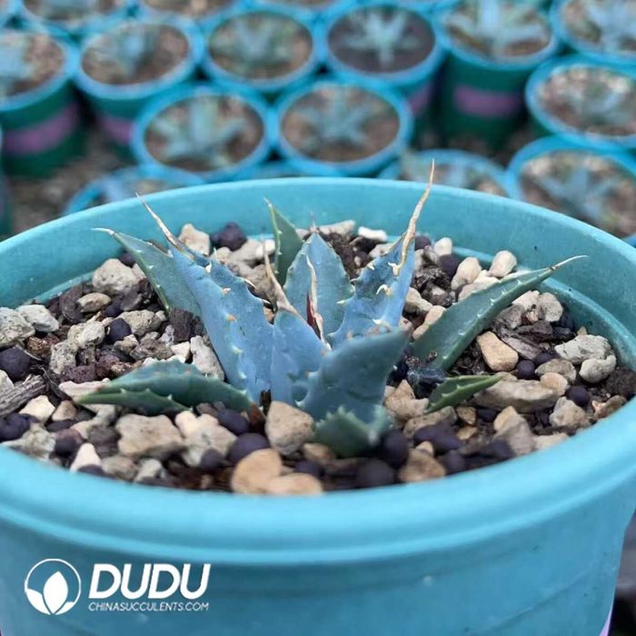 Agave utahensis var.eborispina - Image 2