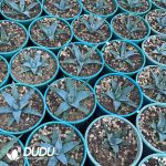 Agave utahensis var.eborispina - Image 3