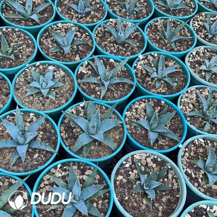 Agave utahensis var.eborispina - Image 3