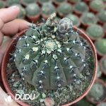 Gymnocalycium bodenbenderianum f. nigrispina with short spines