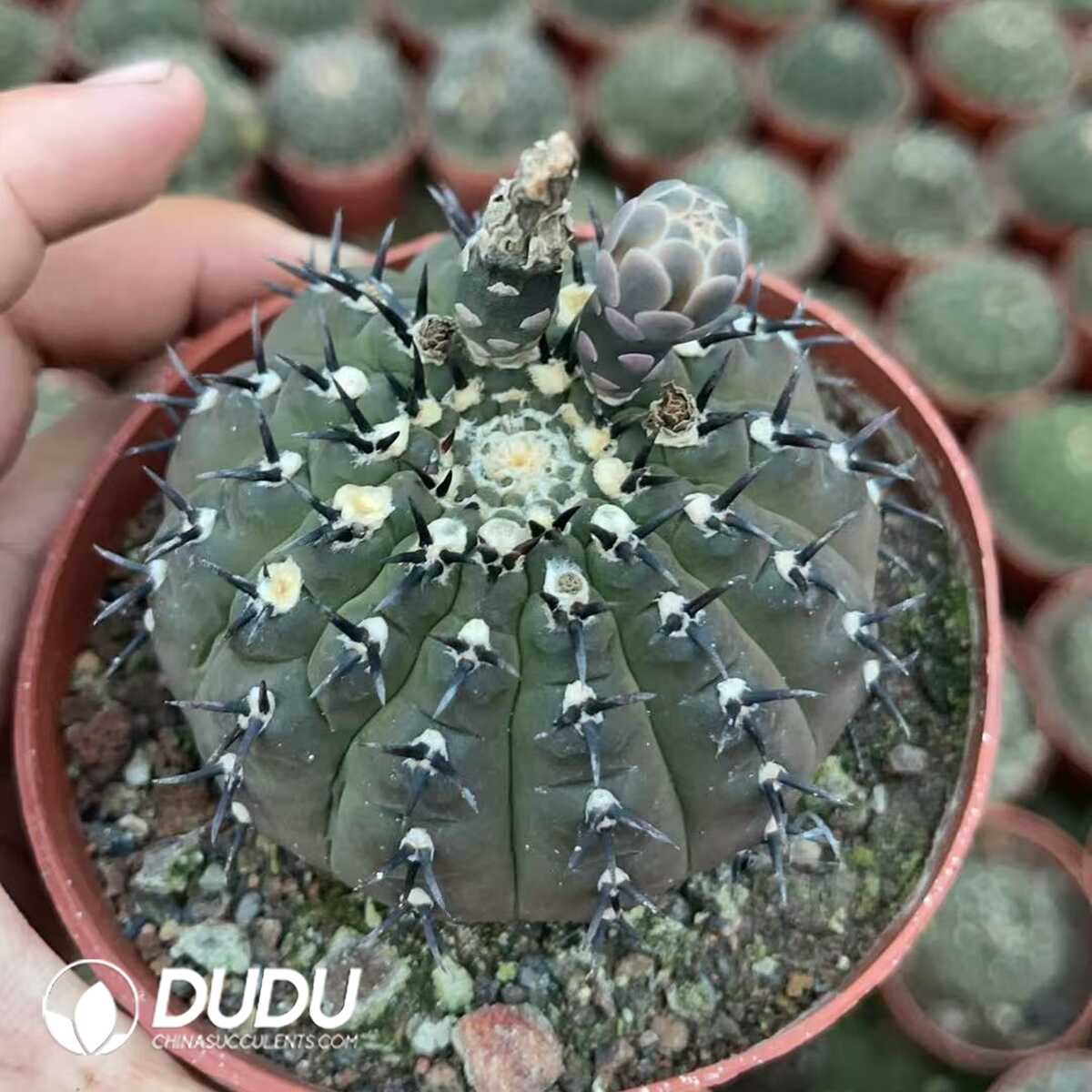 1750641001-e201.jpg Gymnocalycium bodenbenderianum f. nigrispina with short spines - Image 1