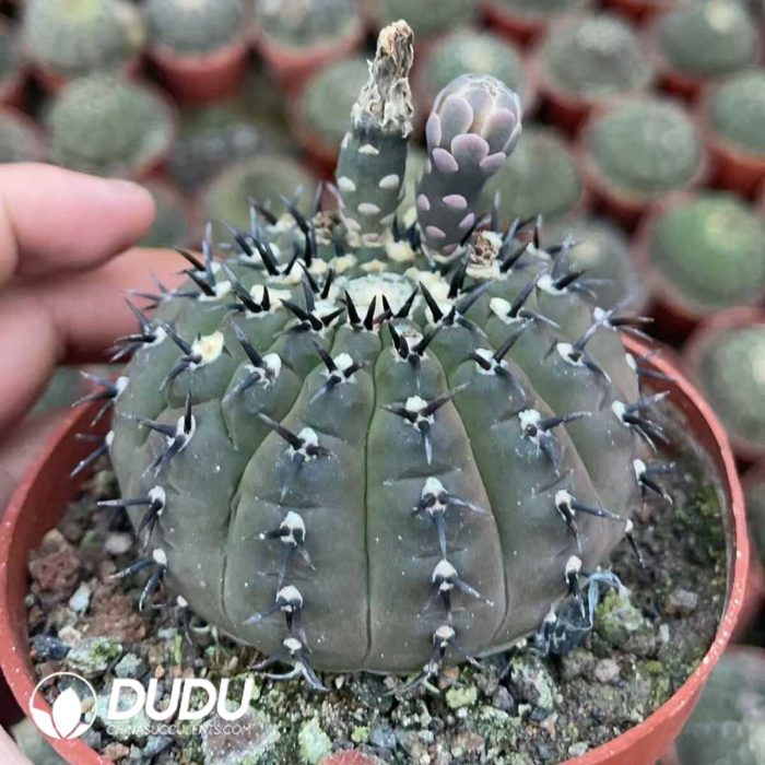Gymnocalycium bodenbenderianum f. nigrispina with short spines - Image 2