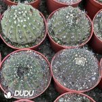 Gymnocalycium bodenbenderianum f. nigrispina with short spines - Image 3