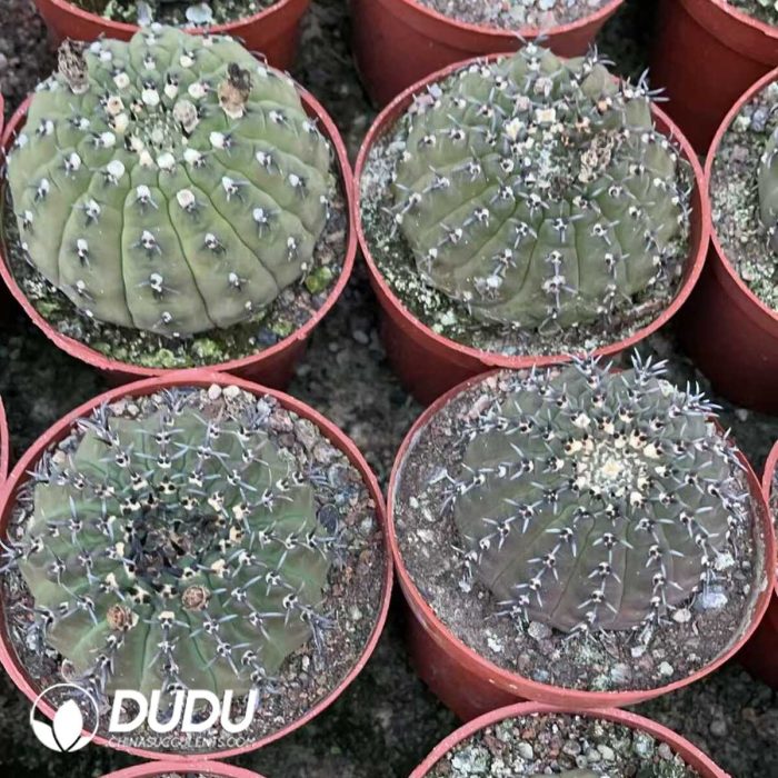 Gymnocalycium bodenbenderianum f. nigrispina with short spines - Image 3
