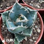 Agave titanota South Africa Diamond (SAD)