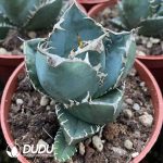 Agave titanota South Africa Diamond (SAD) - Image 2