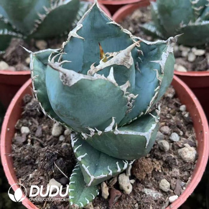 Agave titanota South Africa Diamond (SAD) - Image 2