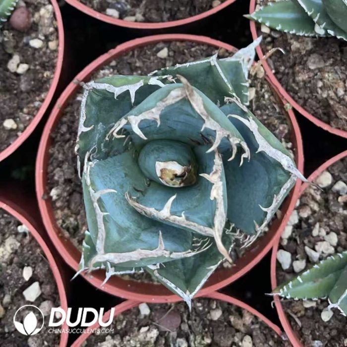 Agave titanota South Africa Diamond (SAD) - Image 3