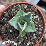 Agave titanota Chasing Star