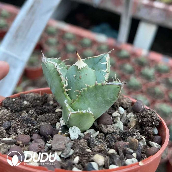 Agave titanota Chasing Star - Image 2