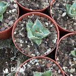 Agave titanota Chasing Star - Image 3