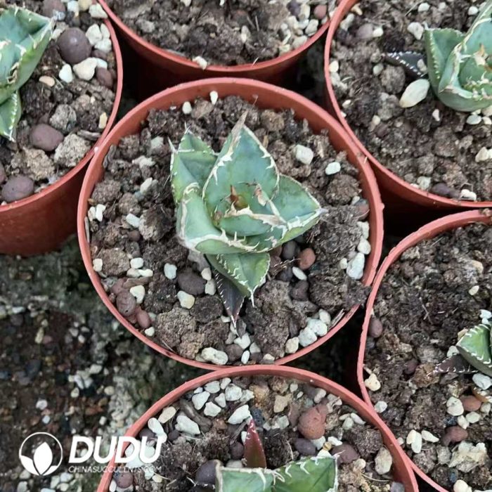 Agave titanota Chasing Star - Image 3