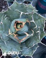 Agave Titanota White Whale