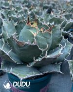 Agave Titanota White Whale - Image 2