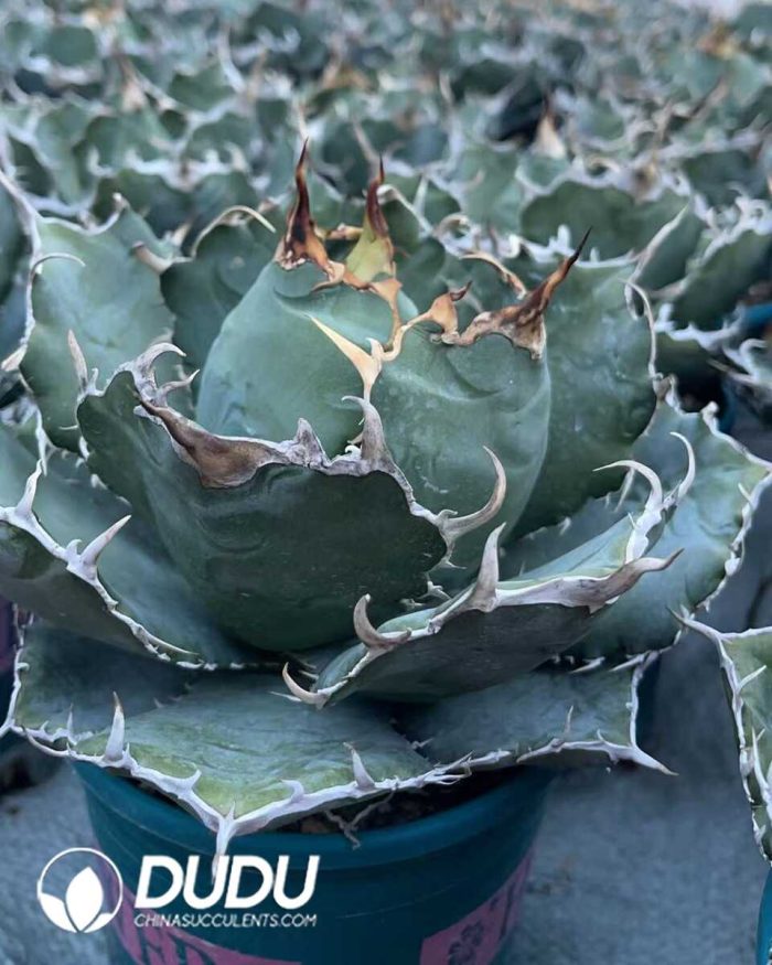 Agave Titanota White Whale - Image 2