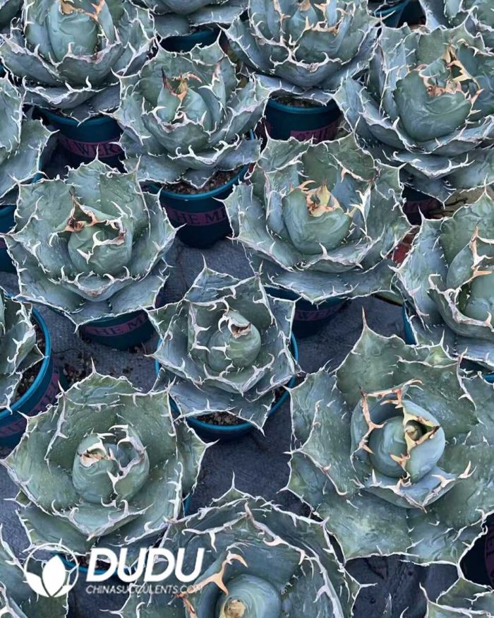 Agave Titanota White Whale - Image 3