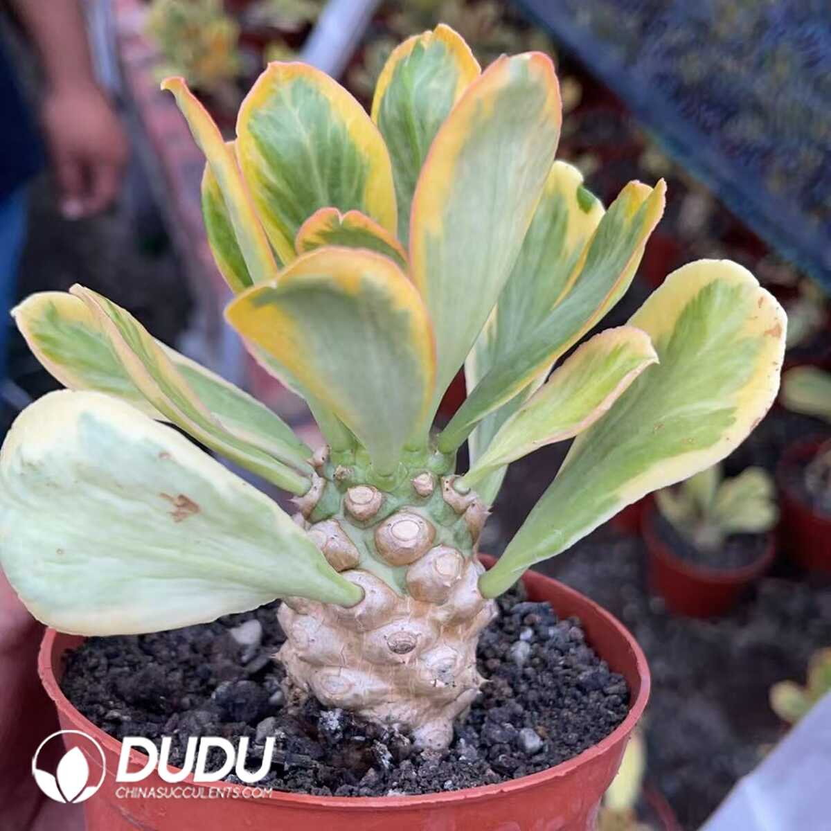 1750641058-e201.jpg Euphorbia Poissonii Variegata - Image 1