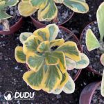 Euphorbia Poissonii Variegata - Image 3