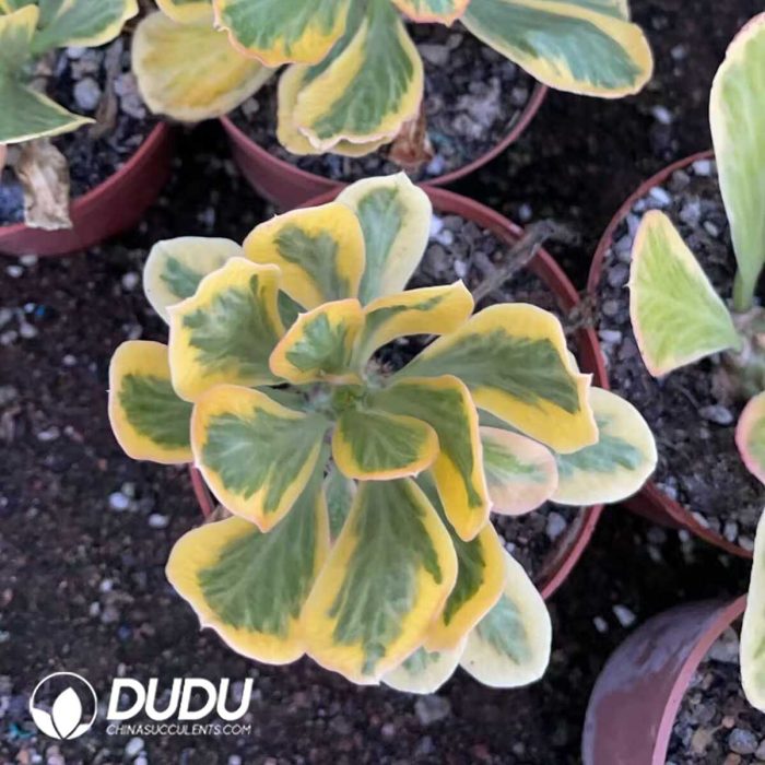 Euphorbia Poissonii Variegata - Image 3