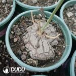 Dioscorea macrostachya