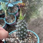 Euphorbia-pachypodioides