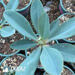 Euphorbia-pachypodioides - Image 2