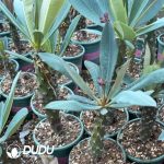 Euphorbia-pachypodioides - Image 3