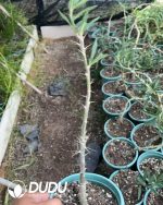 Pachypodium succulentum