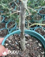 Pachypodium succulentum - Image 2