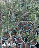 Pachypodium succulentum - Image 3