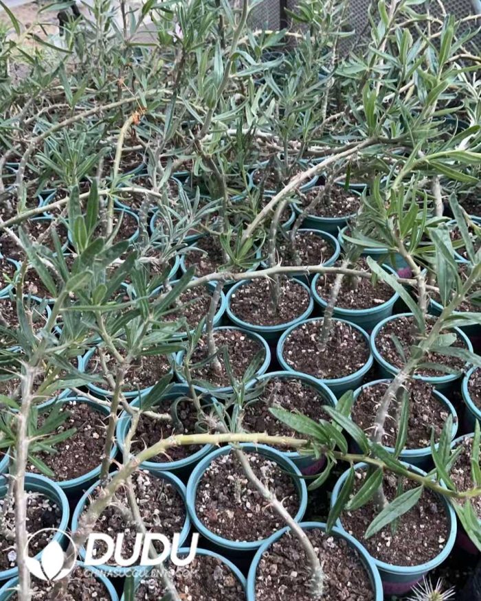 Pachypodium succulentum - Image 3