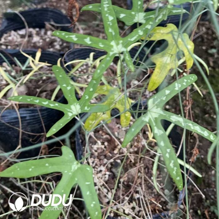 Adenia kirkii - Image 2