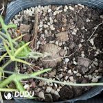 Adenia kirkii - Image 3