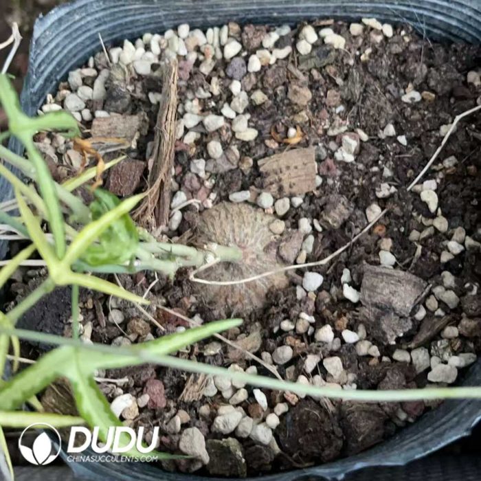 Adenia kirkii - Image 3