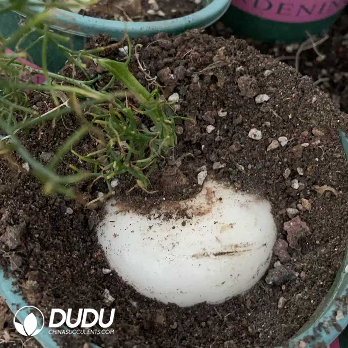 1750641116-e201.jpg Bowiea volubilis (8cm+) - Image 1